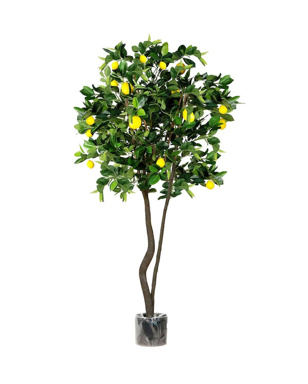 P1611-LEMON TREE