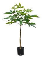 P1613-PACHIRA TREE