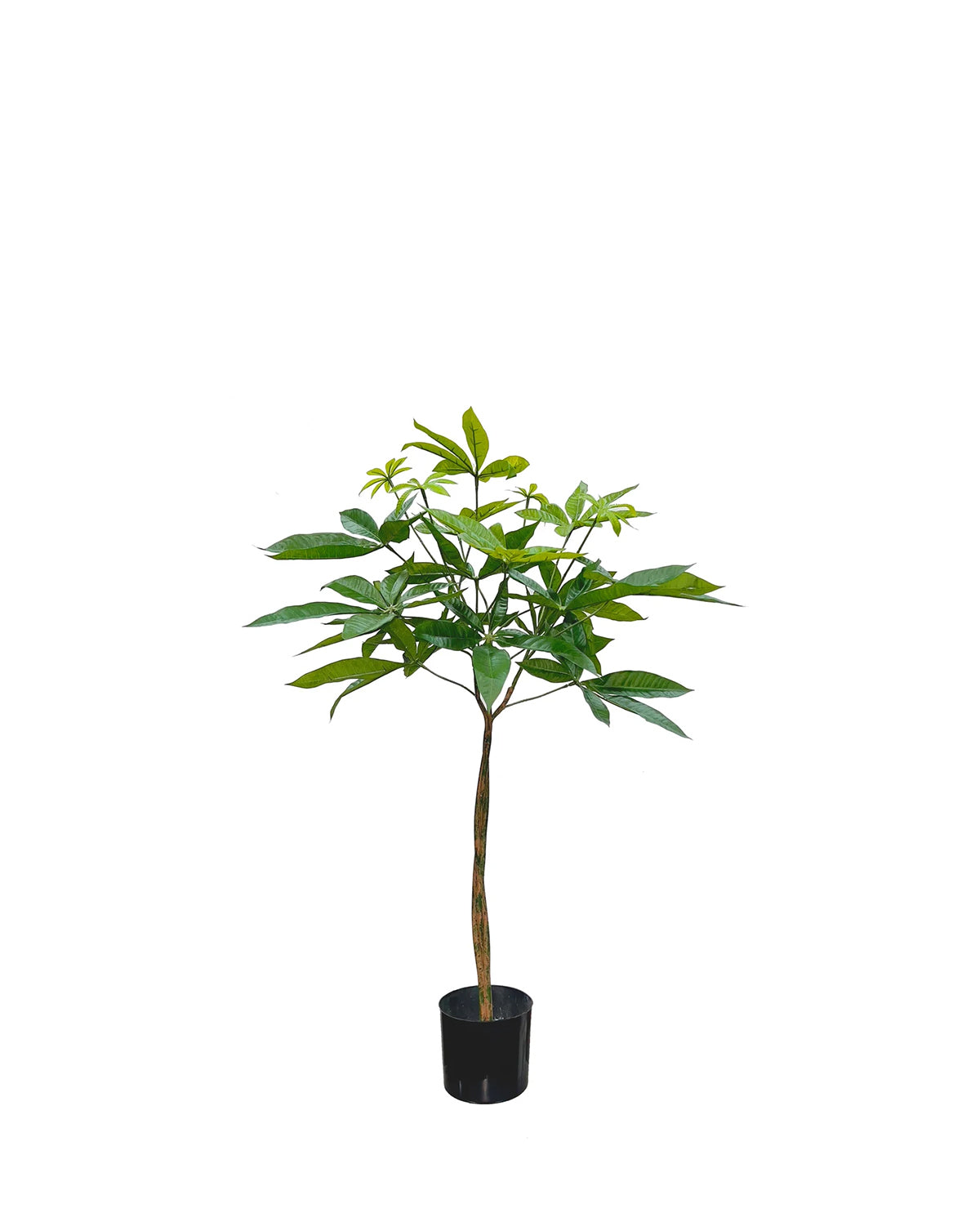 P1613-PACHIRA TREE
