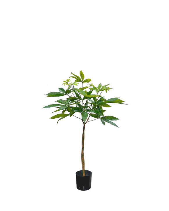 P1613-PACHIRA TREE