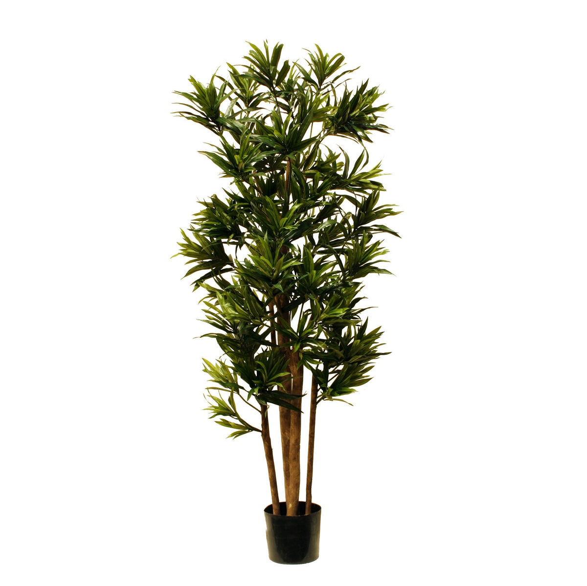 P1618-DRACAENA REFLEXA MULTI TREE