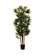 P1618-DRACAENA REFLEXA MULTI TREE