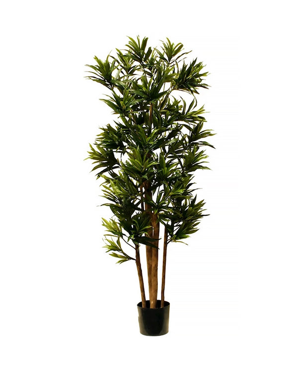 P1618-DRACAENA REFLEXA MULTI TREE