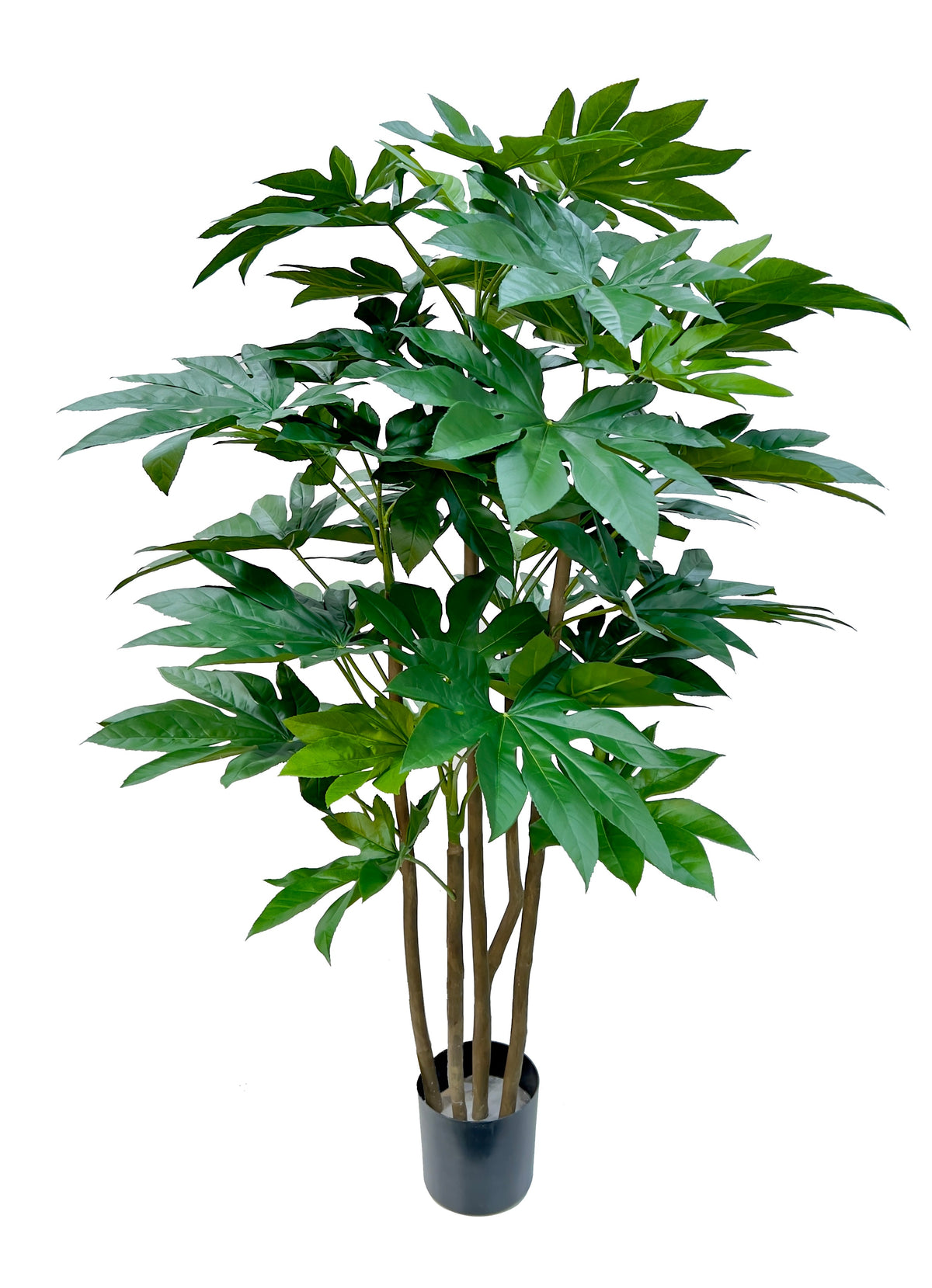P1619-JAPANESE ARALIA TREE