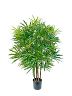 P1623-FALSE ARALIA TREE