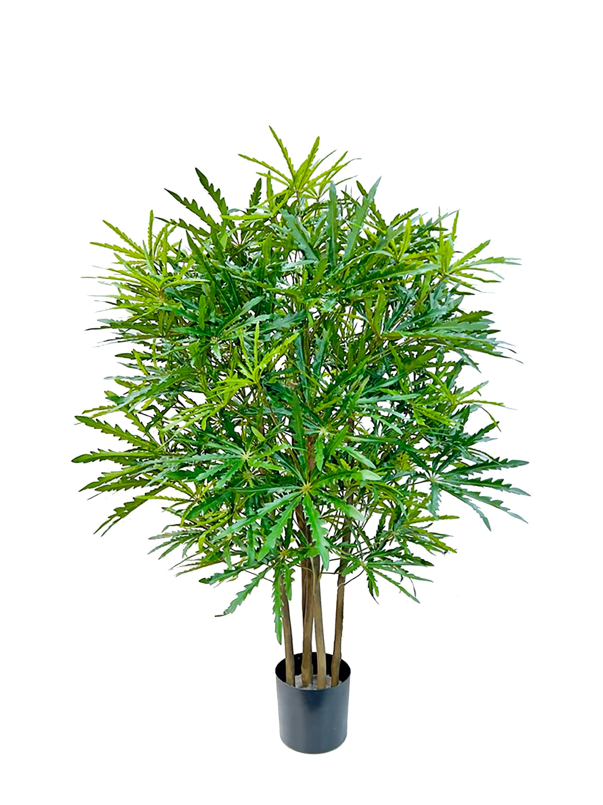P1623-FALSE ARALIA TREE