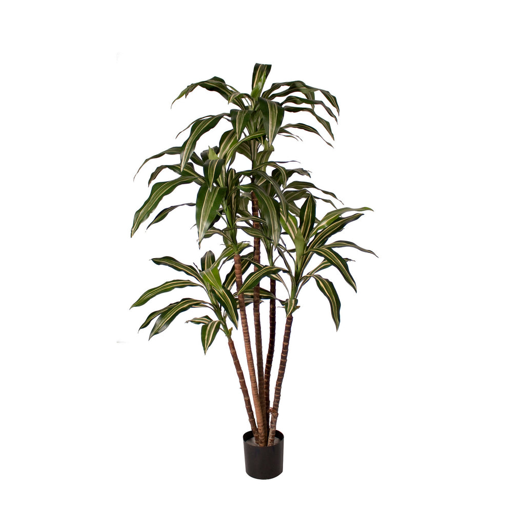 P1626A-NEW DRACAENA WARNECKI TREE