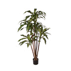P1626A-NEW DRACAENA WARNECKI TREE