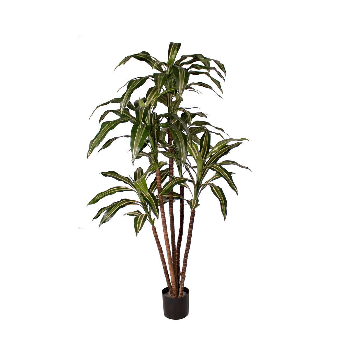 P1626A-NEW DRACAENA WARNECKI TREE
