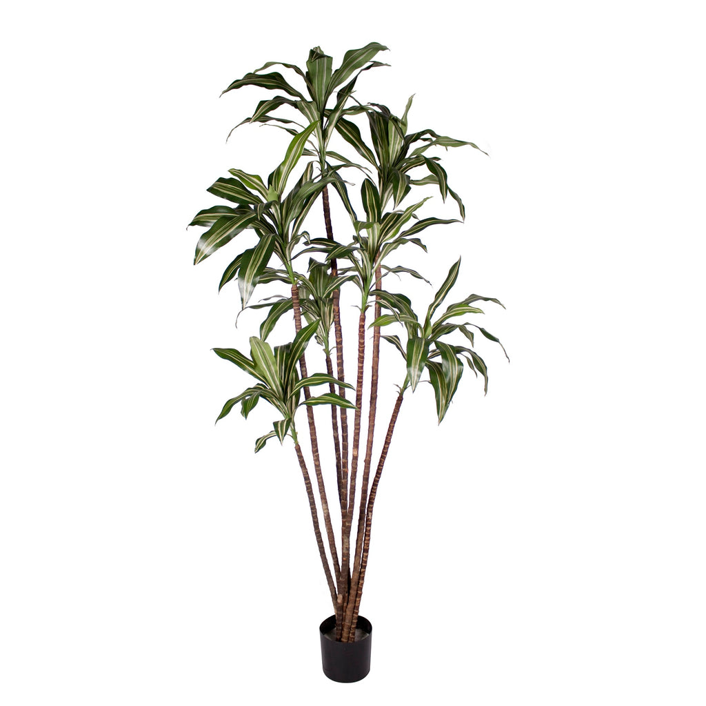 P1626A-NEW DRACAENA WARNECKI TREE