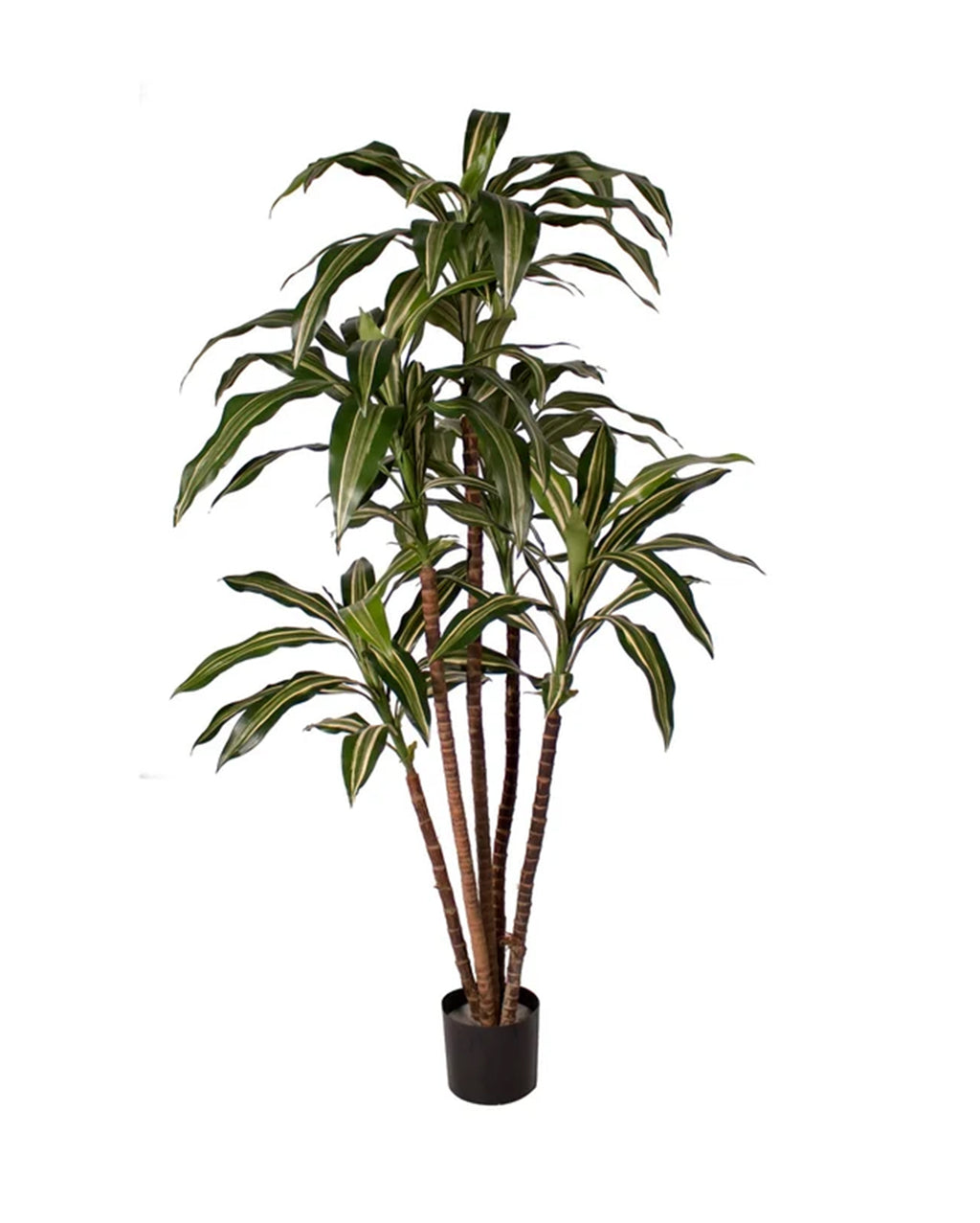 P1626A-NEW DRACAENA WARNECKI TREE