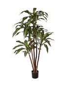 P1626A-NEW DRACAENA WARNECKI TREE