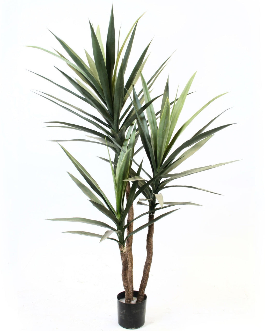 P1637-BLUE AGAVE TREE