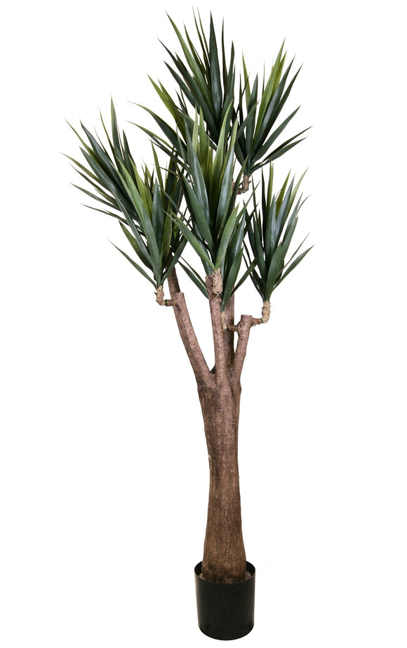 P1637-BLUE AGAVE TREE