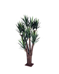 P1637-BLUE AGAVE TREE
