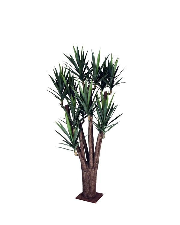 P1637-BLUE AGAVE TREE
