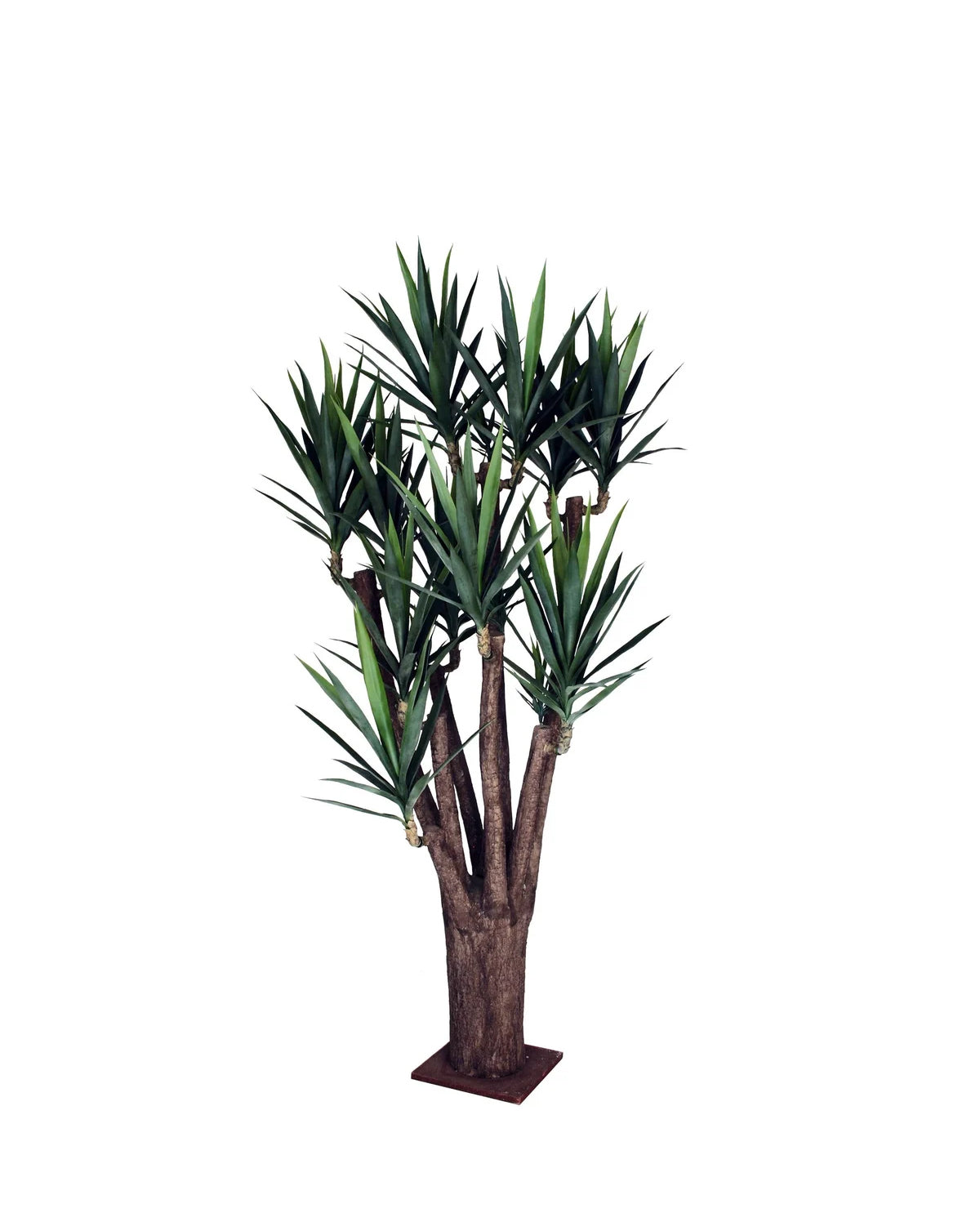 P1637-BLUE AGAVE TREE