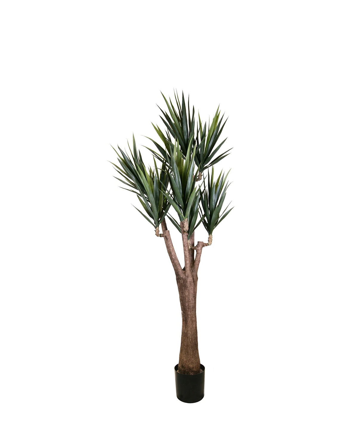 P1637-BLUE AGAVE TREE