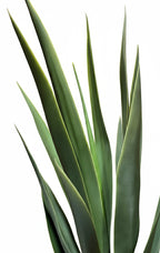 P1637-BLUE AGAVE TREE