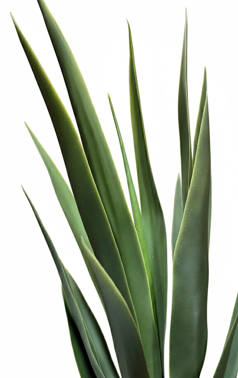 P1637-BLUE AGAVE TREE