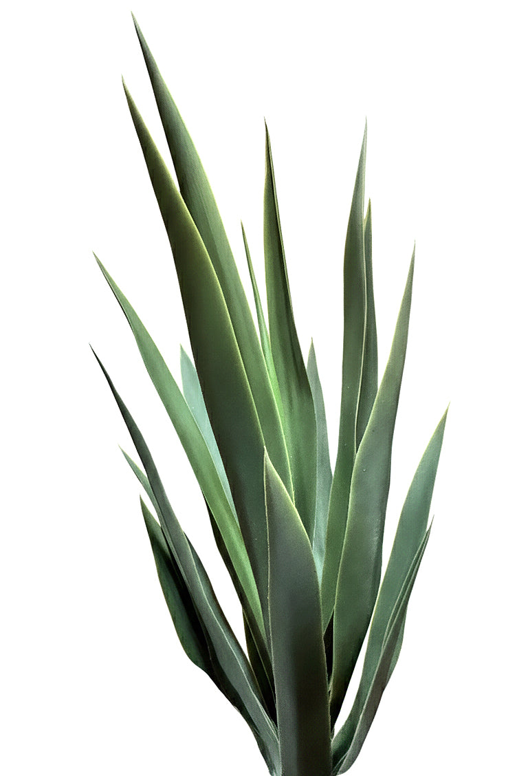 P1637-BLUE AGAVE TREE