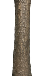 P1637-BLUE AGAVE TREE