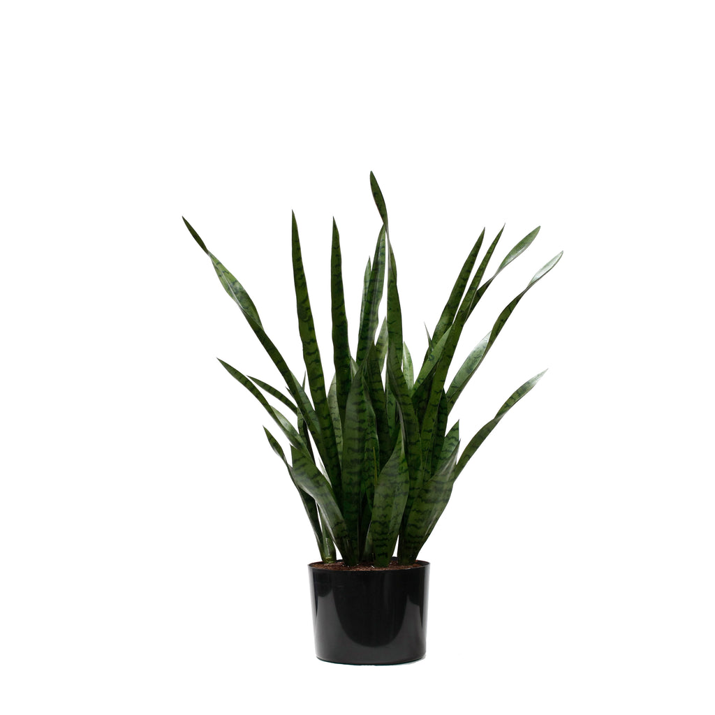 P1645-SANSERVERIA
