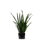 P1645-SANSERVERIA