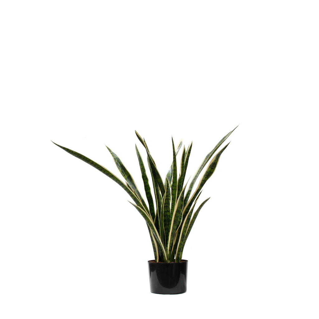 P1645-SANSERVERIA