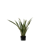 P1645-SANSERVERIA