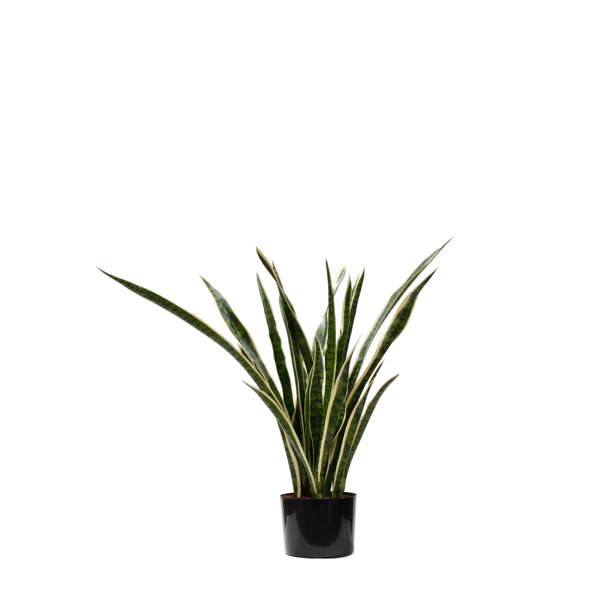 P1645-SANSERVERIA