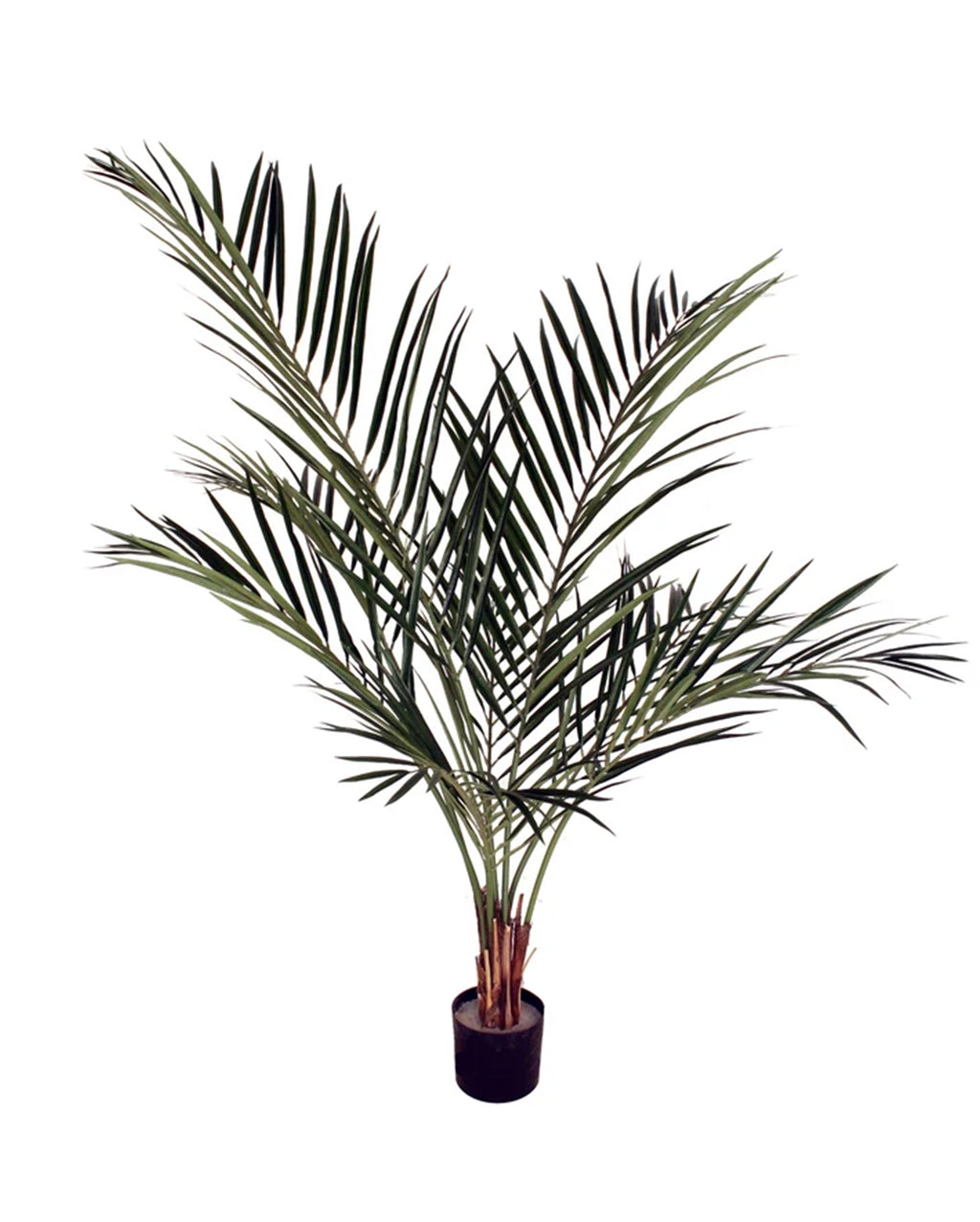 P1648-ARECA PALM TREE