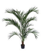P1648-ARECA PALM TREE