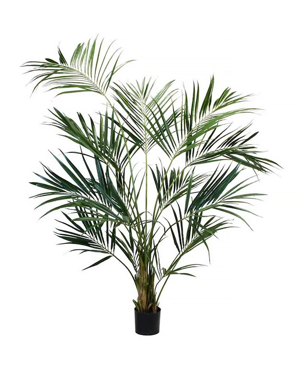 P1654A-NEW KENTIA PALM