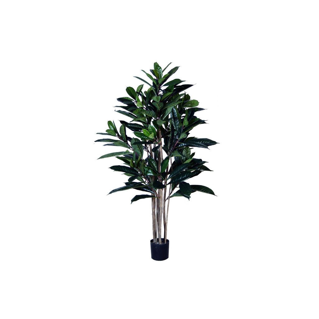 P1657-FICUS FIG TREE