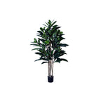 P1657-FICUS FIG TREE