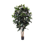 P1657-FICUS FIG TREE