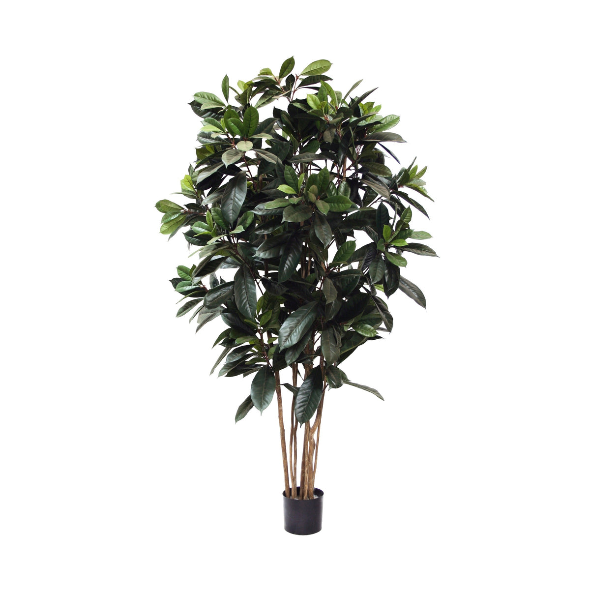 P1657-FICUS FIG TREE