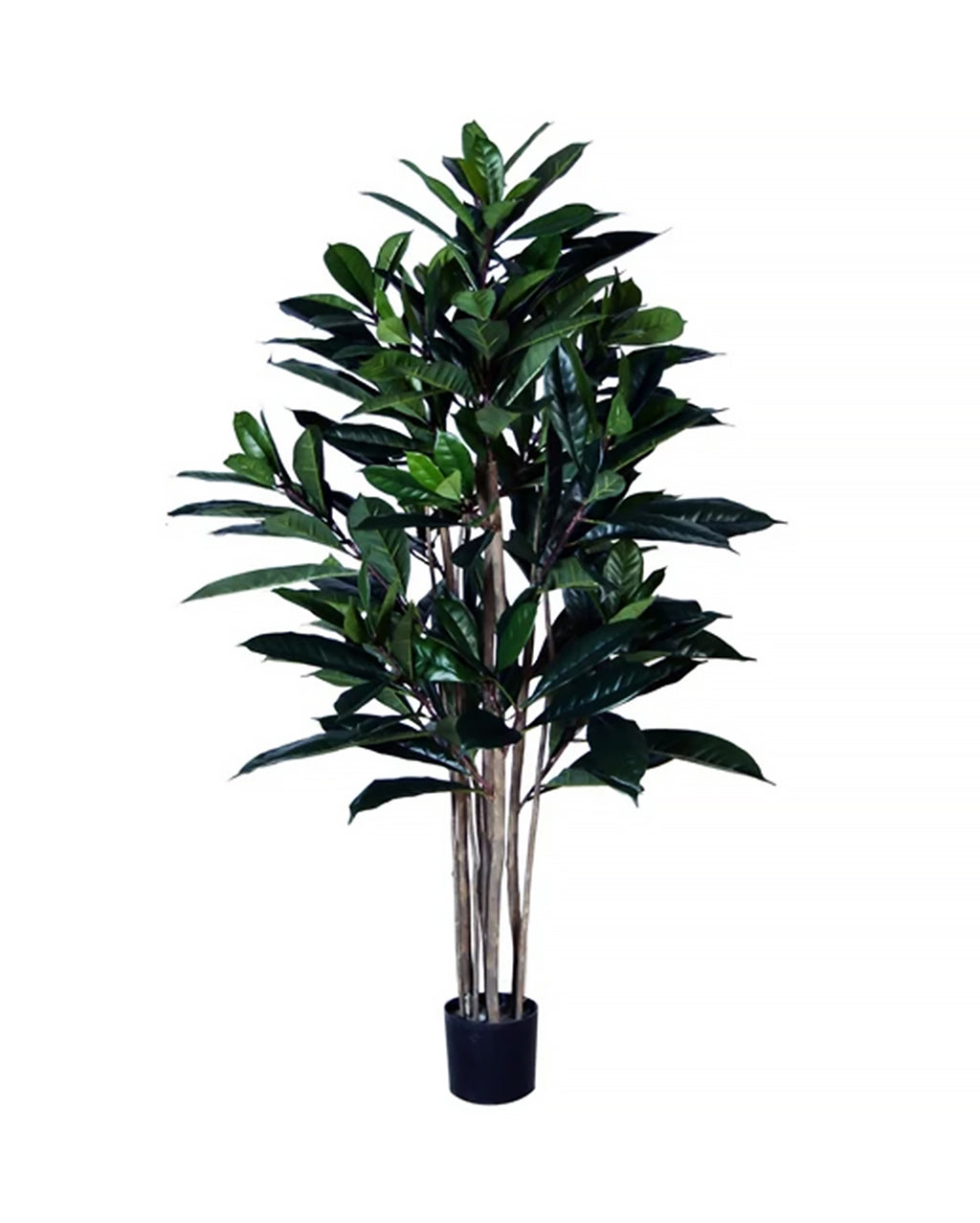 P1657-FICUS FIG TREE