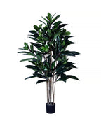 P1657-FICUS FIG TREE