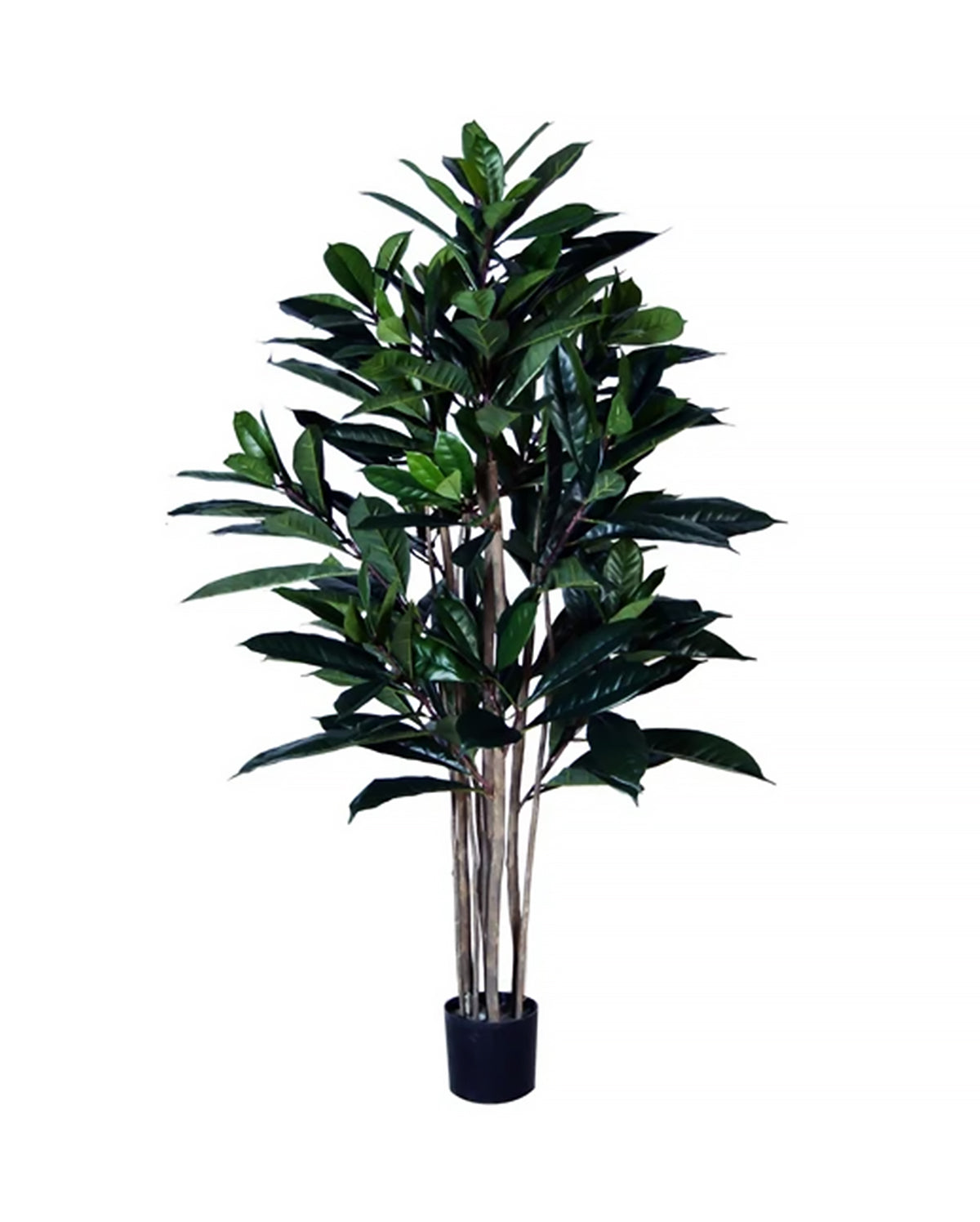 P1657-FICUS FIG TREE