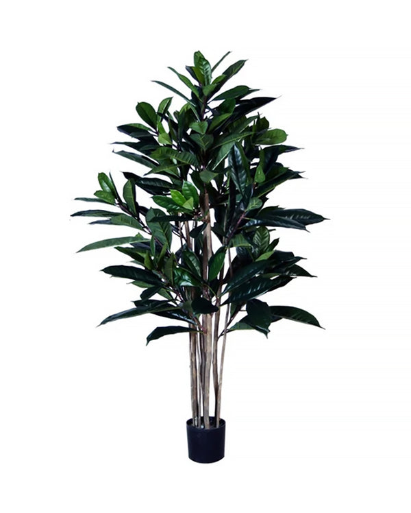 P1657-FICUS FIG TREE