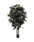 P1657-FICUS FIG TREE