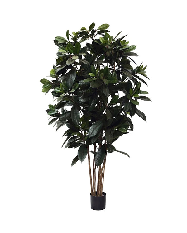 P1657-FICUS FIG TREE