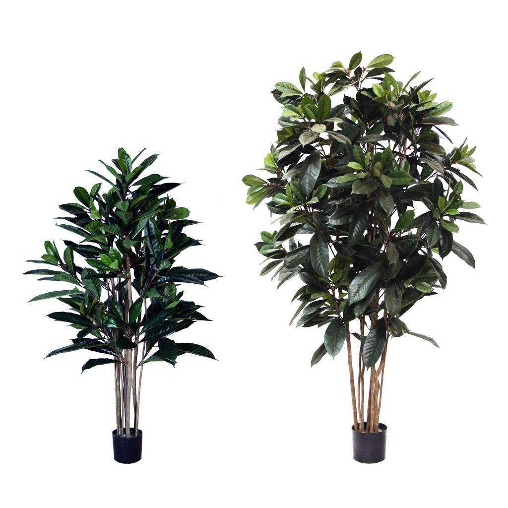 P1657-FICUS FIG TREE