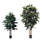 P1657-FICUS FIG TREE