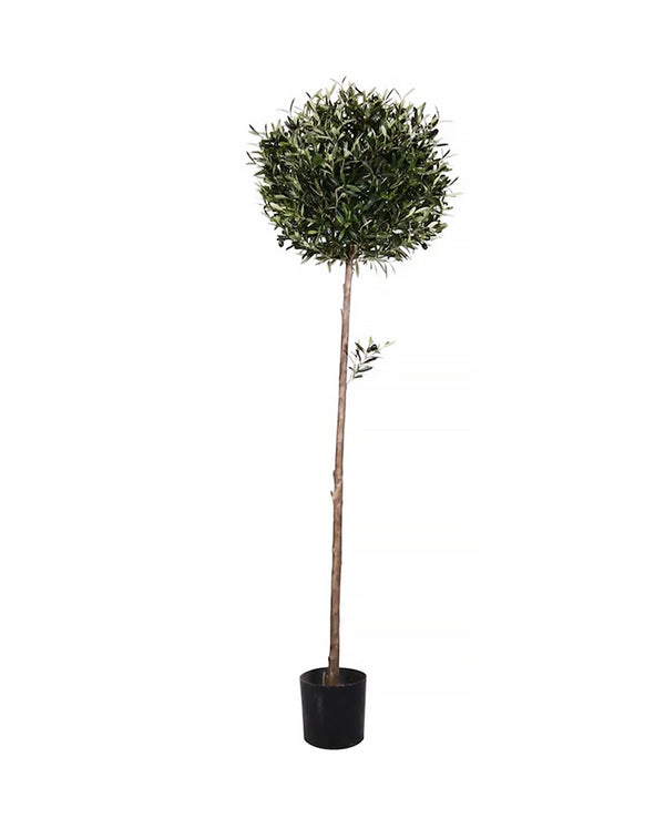 P1658-CALIFORINA OLIVE BALL TREE