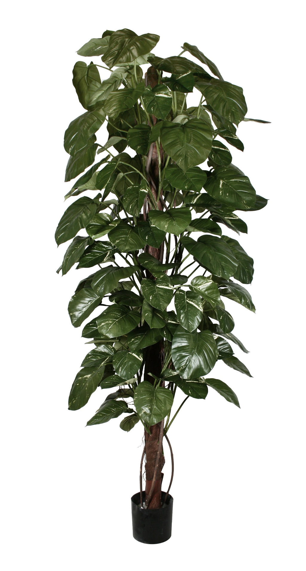 P1661-GIANT POTHOS PLANT ON POLE