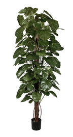 P1661-GIANT POTHOS PLANT ON POLE