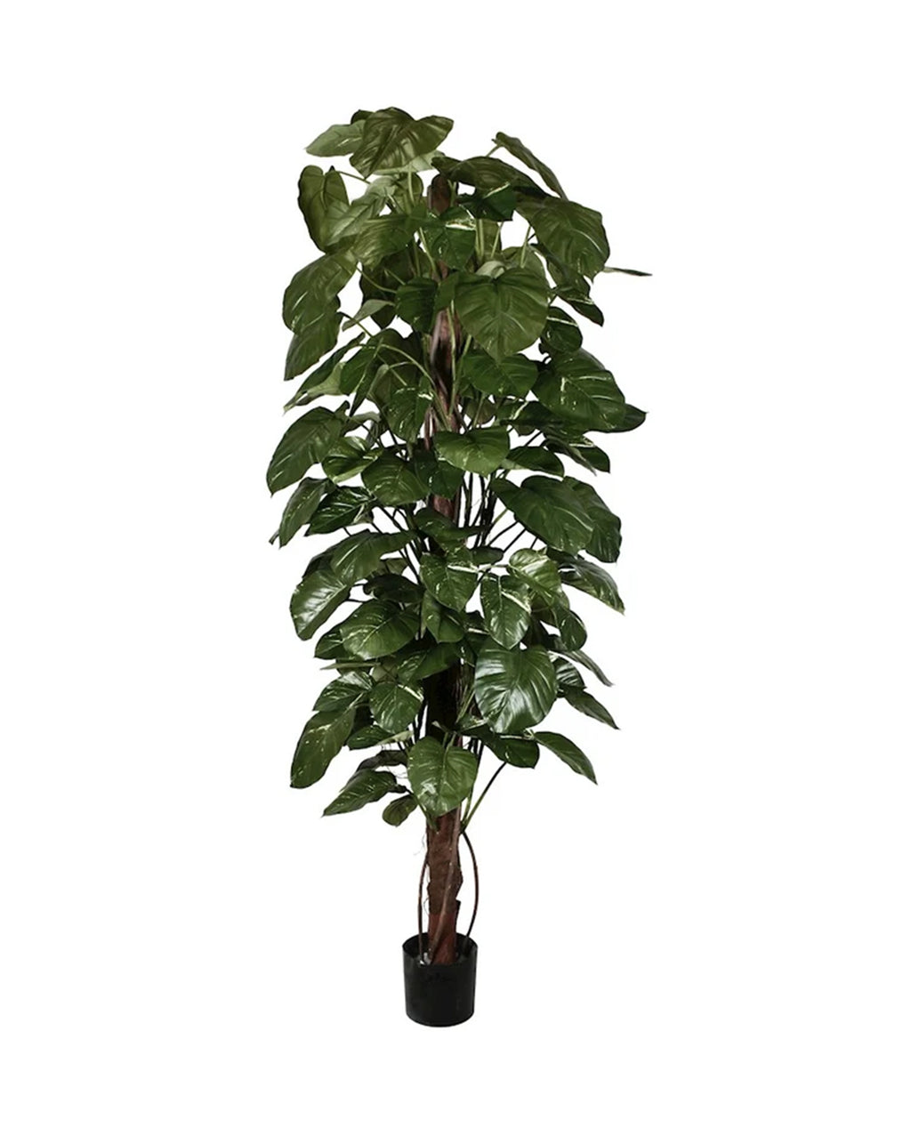 P1661-GIANT POTHOS PLANT ON POLE
